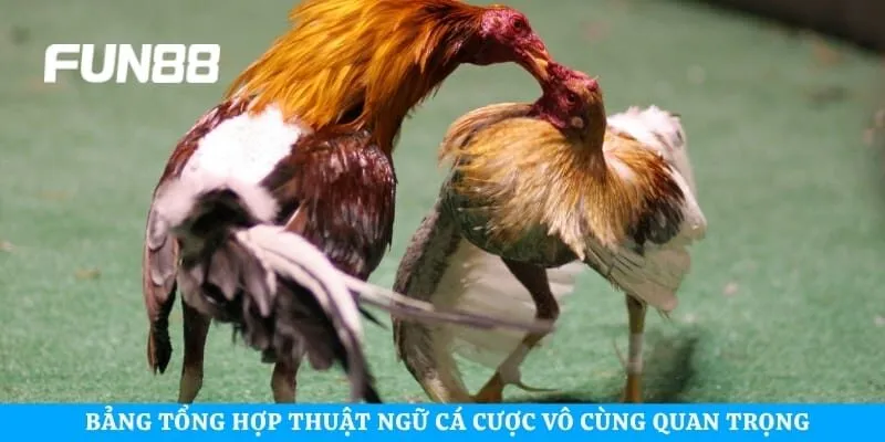 Bảng tổng hợp thuật ngữ cá cược vô cùng quan trọng 