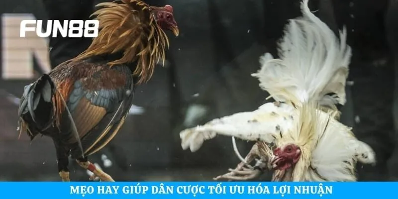 Mẹo hay giúp dân cược tối ưu hóa lợi nhuận 