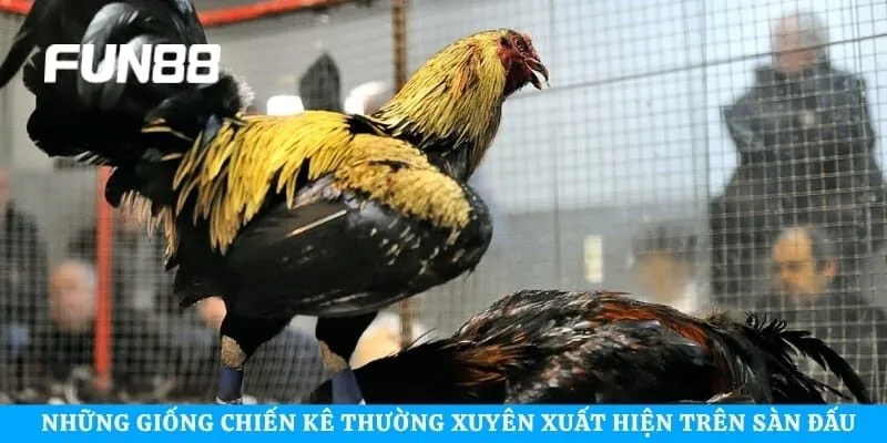 Những giống chiến kê thường xuyên xuất hiện trên sàn đấu 